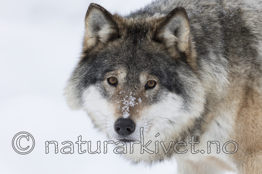 KA_171230_35 / Canis lupus / Ulv