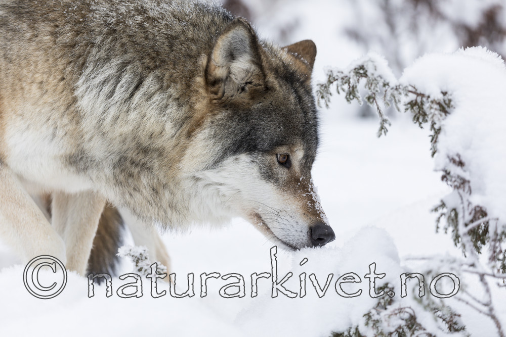 KA_171230_37 / Canis lupus / Ulv