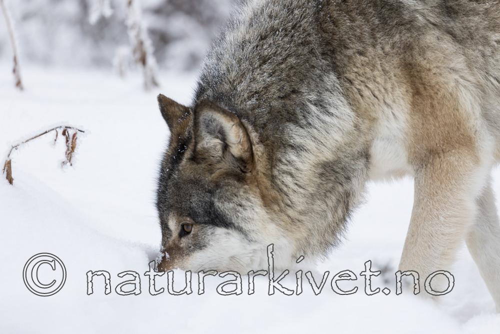 KA_171230_38 / Canis lupus / Ulv