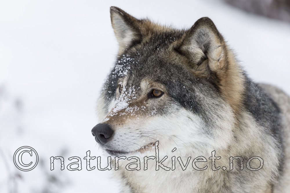 KA_171230_53 / Canis lupus / Ulv
