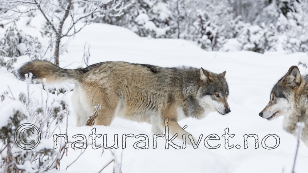 KA_171230_55 / Canis lupus / Ulv