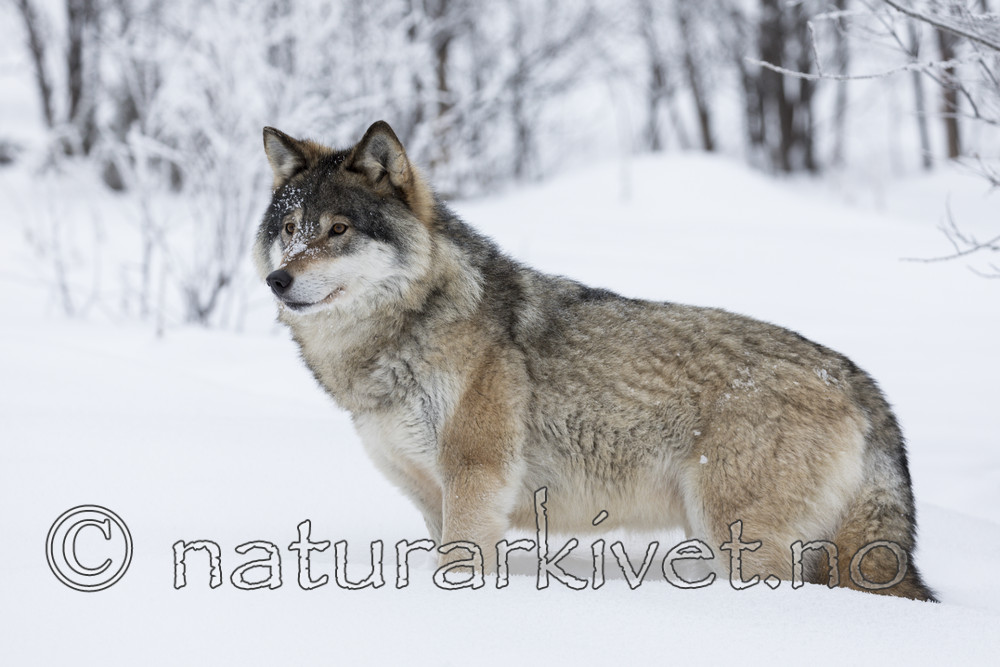 KA_171230_57 / Canis lupus / Ulv