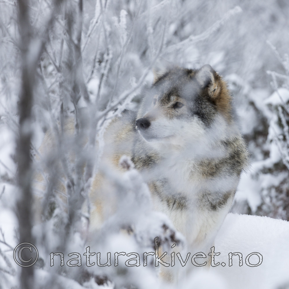 KA_171230_6 / Canis lupus / Ulv