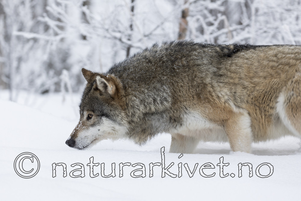 KA_171230_72 / Canis lupus / Ulv