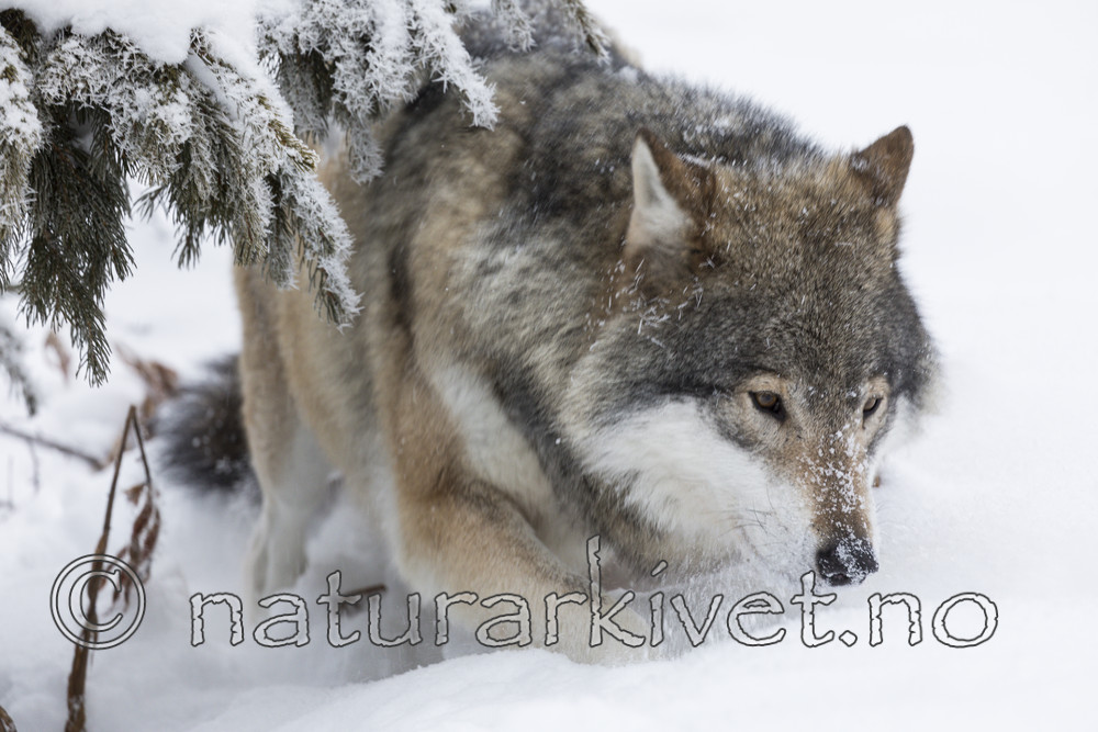 KA_171230_78 / Canis lupus / Ulv