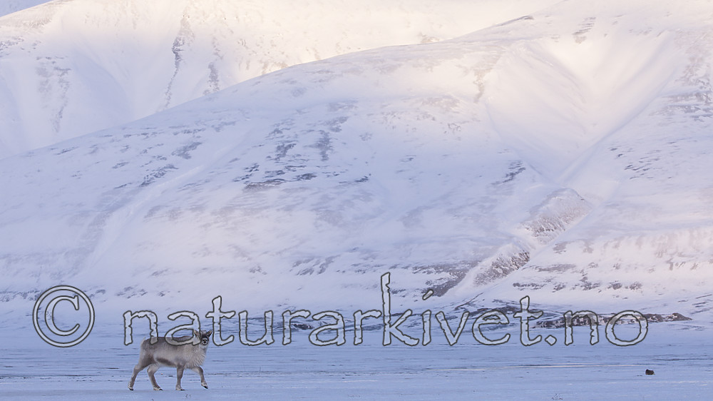 KA_180302_102 / Rangifer tarandus platyrhynchus / Svalbardrein