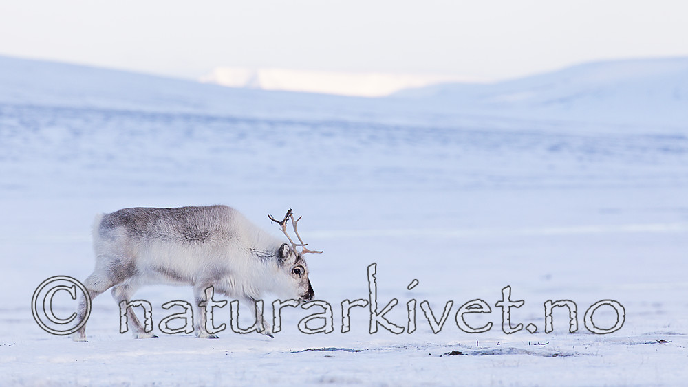KA_180302_106 / Rangifer tarandus platyrhynchus / Svalbardrein