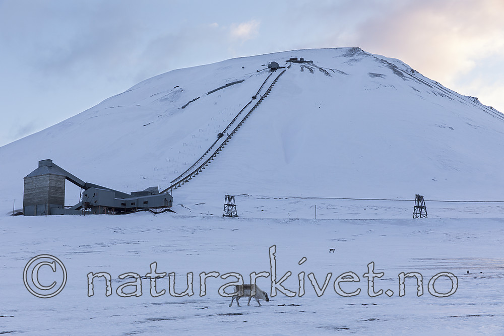 KA_180302_116 / Rangifer tarandus platyrhynchus / Svalbardrein