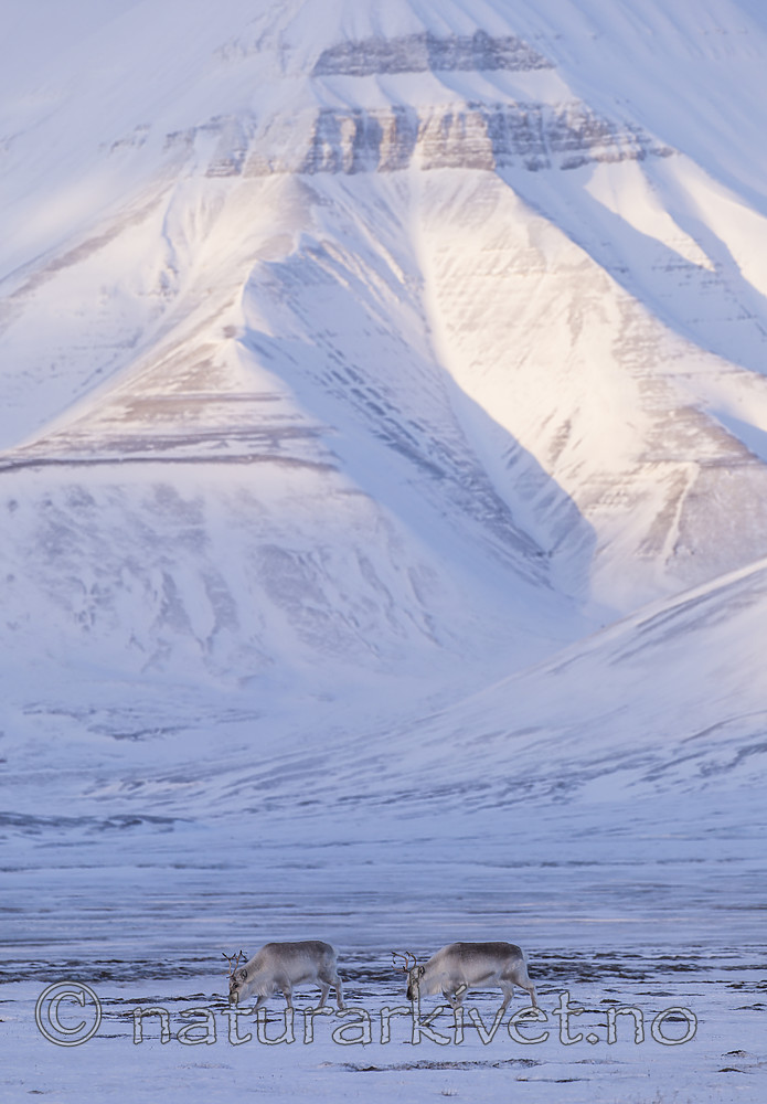 KA_180302_95 / Rangifer tarandus platyrhynchus / Svalbardrein
