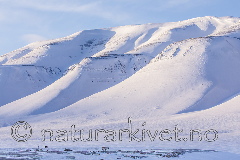 KA_180303_14 / Rangifer tarandus platyrhynchus / Svalbardrein