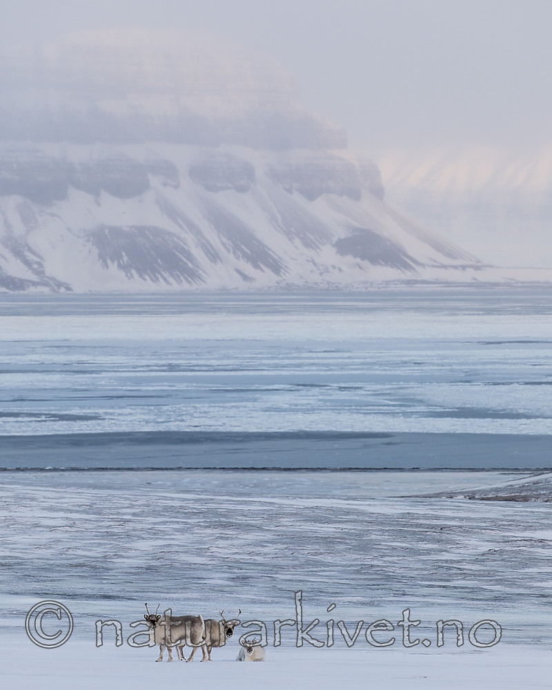 KA_180304_190 / Rangifer tarandus platyrhynchus / Svalbardrein