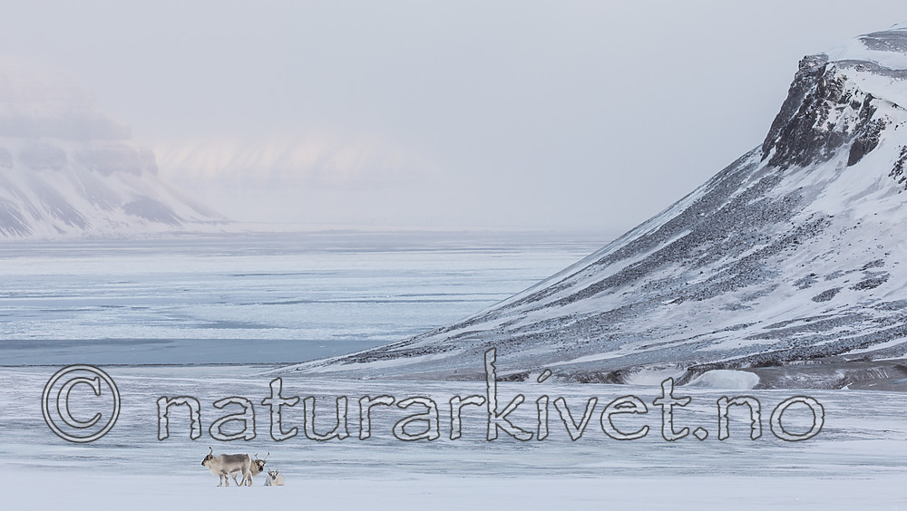 KA_180304_193 / Rangifer tarandus platyrhynchus / Svalbardrein