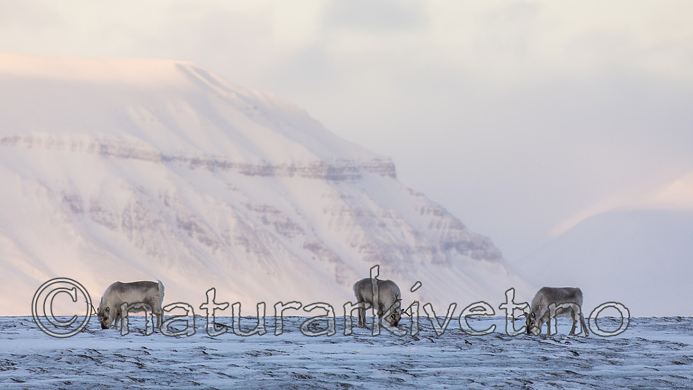 KA_180304_215 / Rangifer tarandus platyrhynchus / Svalbardrein