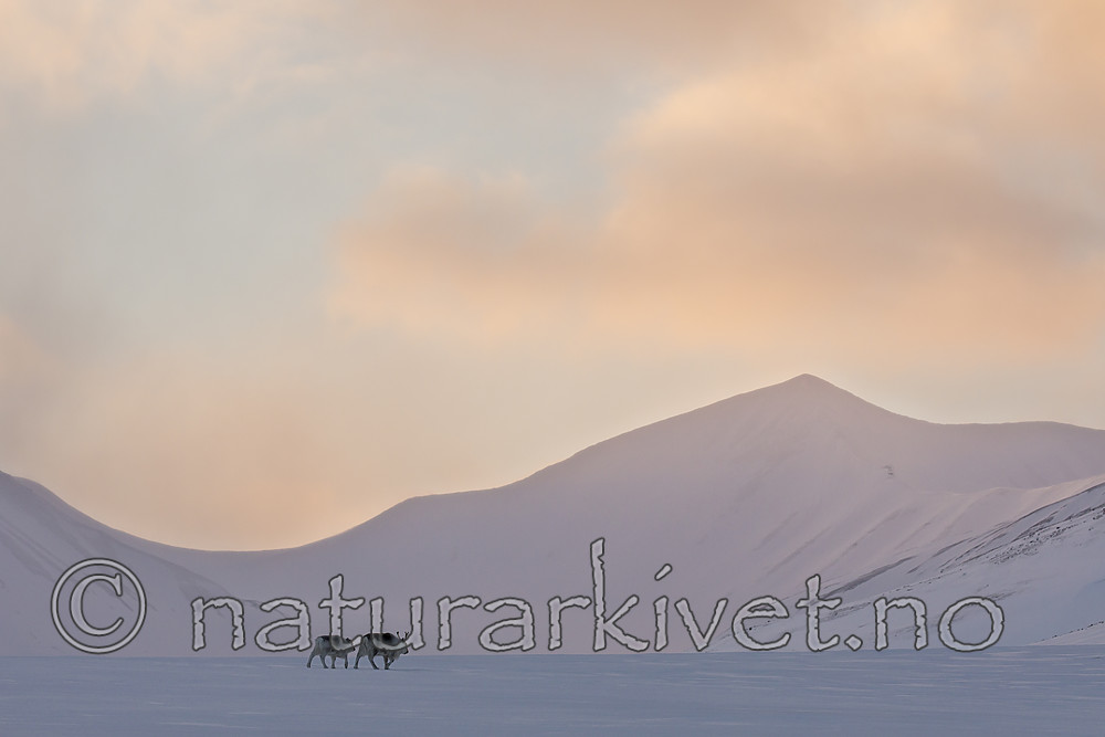 KA_180304_225 / Rangifer tarandus platyrhynchus / Svalbardrein