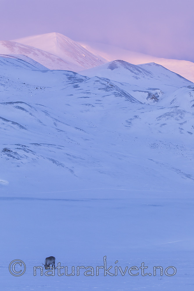 KA_180304_236 / Rangifer tarandus platyrhynchus / Svalbardrein