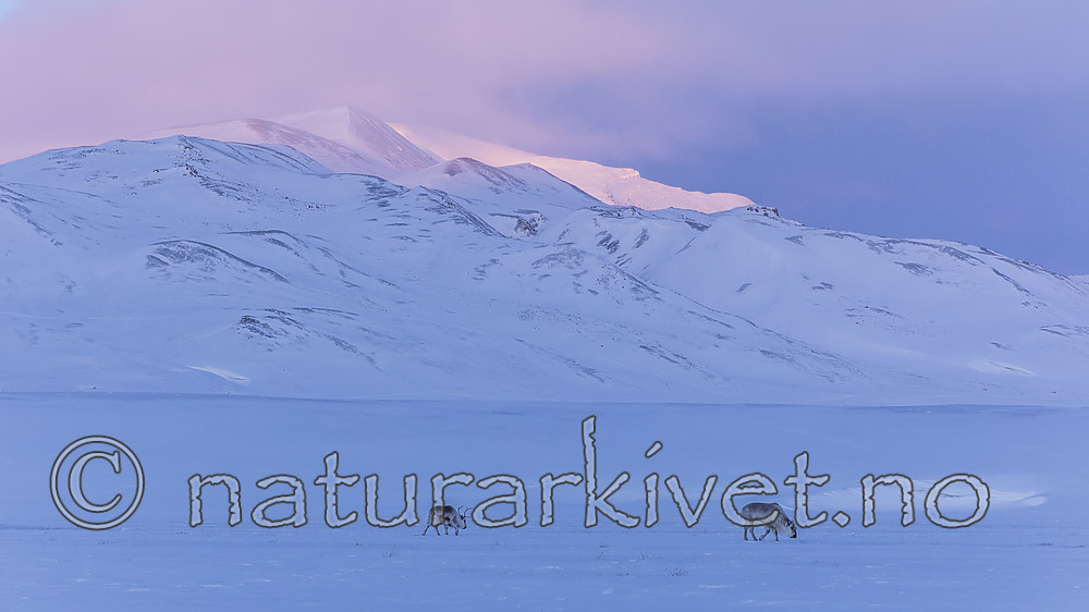 KA_180304_239 / Rangifer tarandus platyrhynchus / Svalbardrein