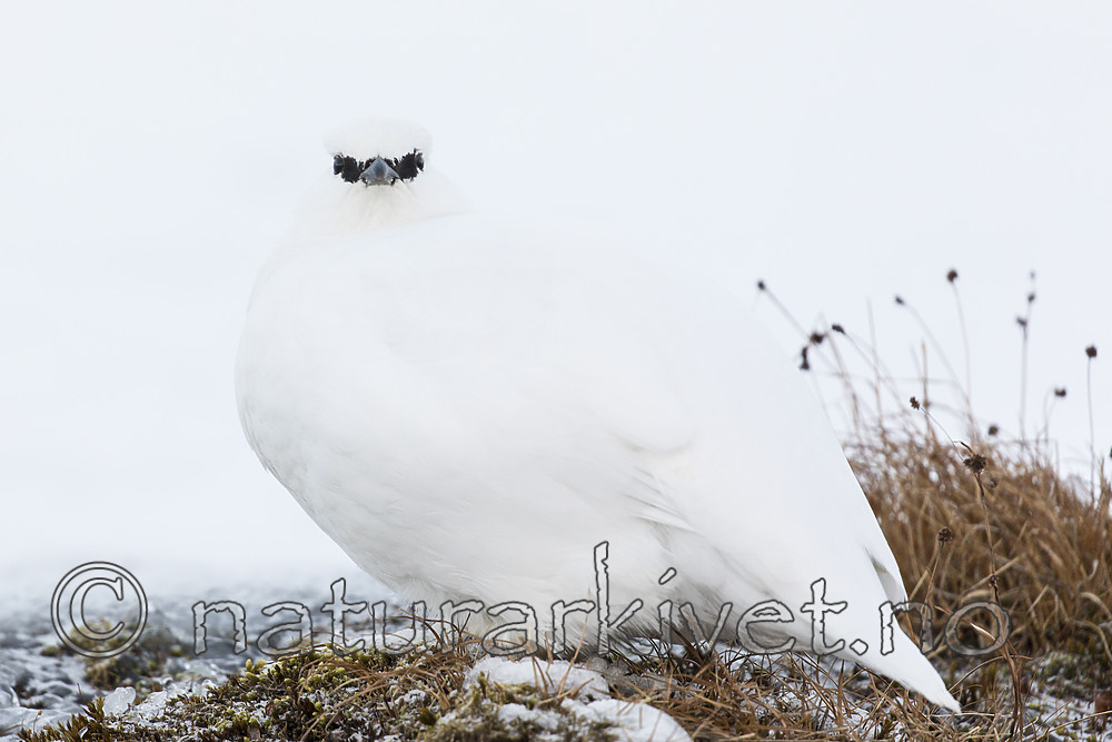 KA_180305_109 / Lagopus muta hyperborea / Svalbardrype