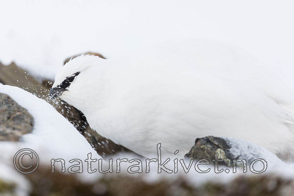 KA_180305_112 / Lagopus muta hyperborea / Svalbardrype