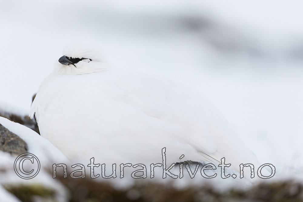 KA_180305_120 / Lagopus muta hyperborea / Svalbardrype