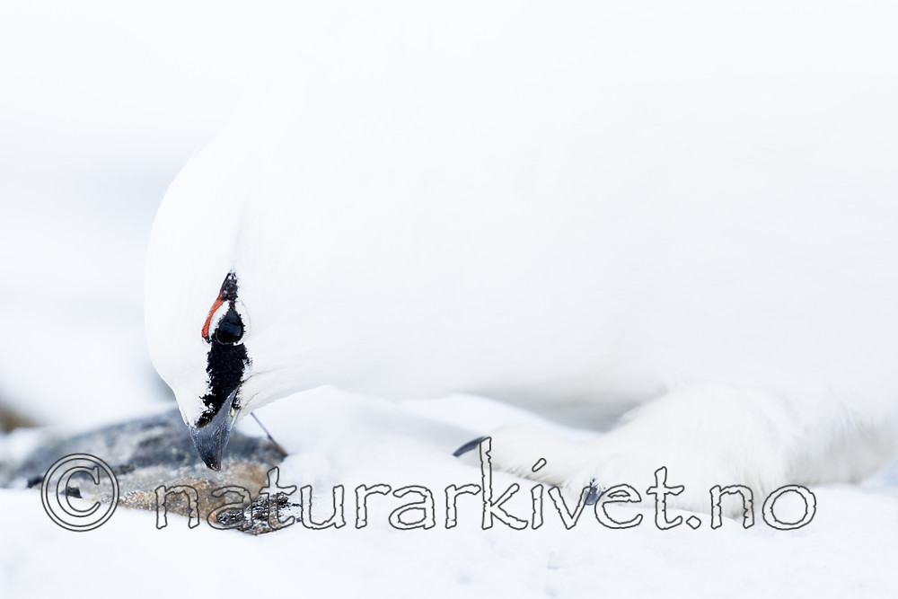 KA_180305_131 / Lagopus muta hyperborea / Svalbardrype