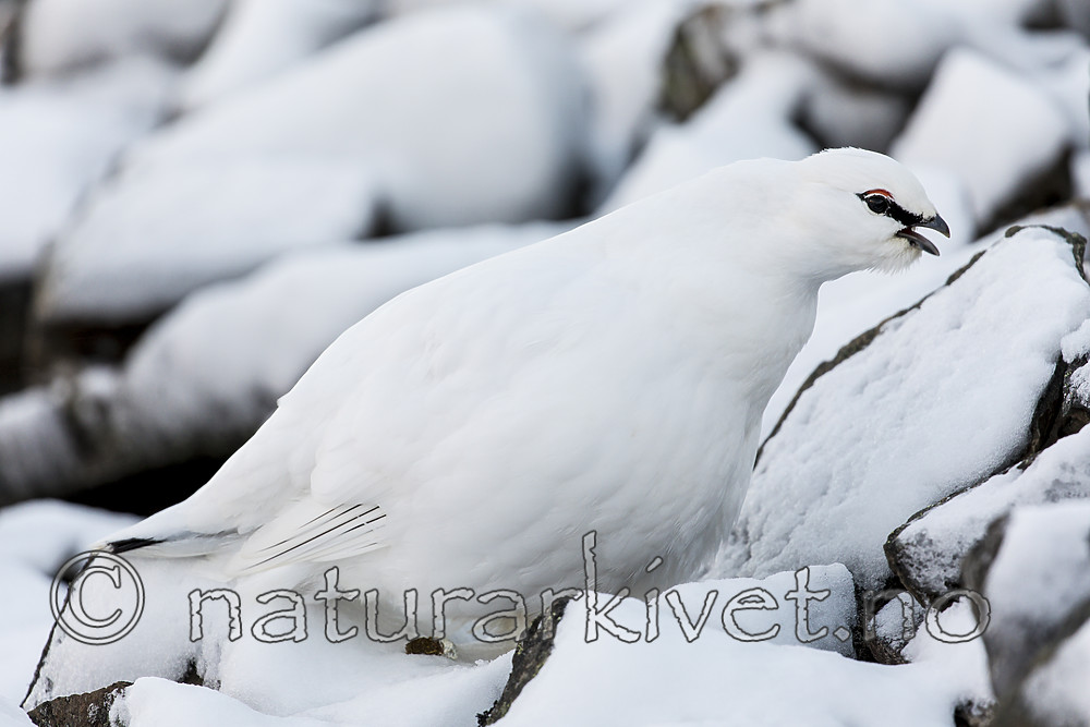 KA_180305_155 / Lagopus muta hyperborea / Svalbardrype