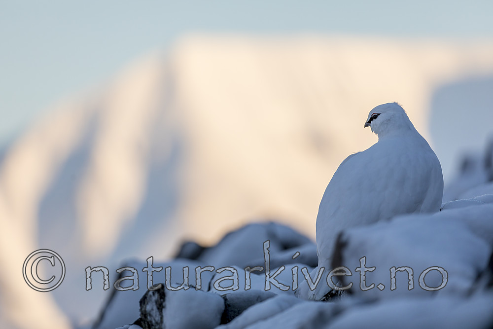 KA_180305_184 / Lagopus muta hyperborea / Svalbardrype