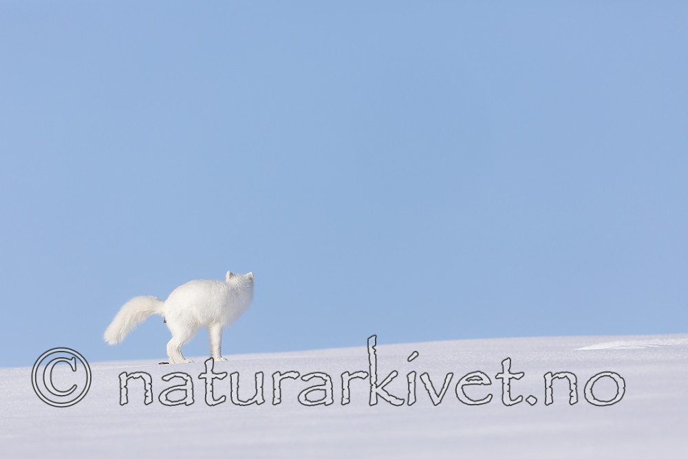 KA_180412_400 / Vulpes lagopus / Fjellrev