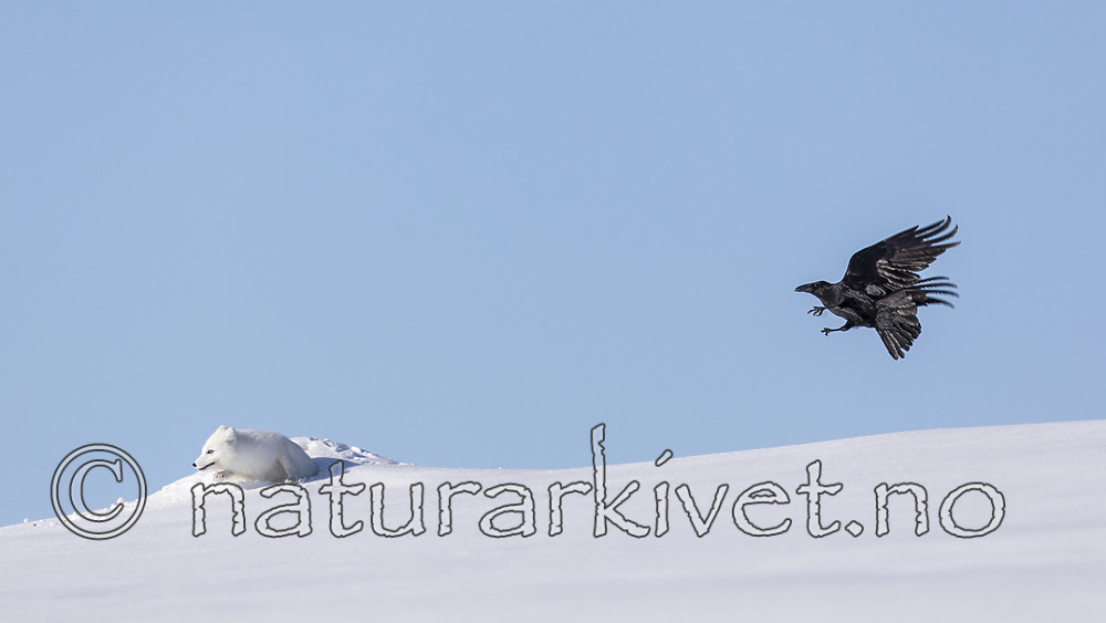 KA_180412_440 / Corvus corax / Ravn <br /> Vulpes lagopus / Fjellrev