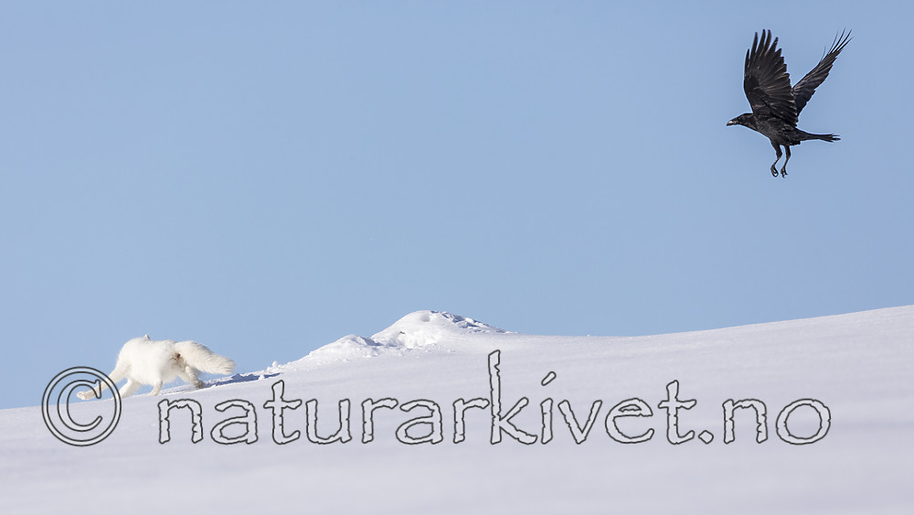 KA_180412_443 / Corvus corax / Ravn <br /> Vulpes lagopus / Fjellrev