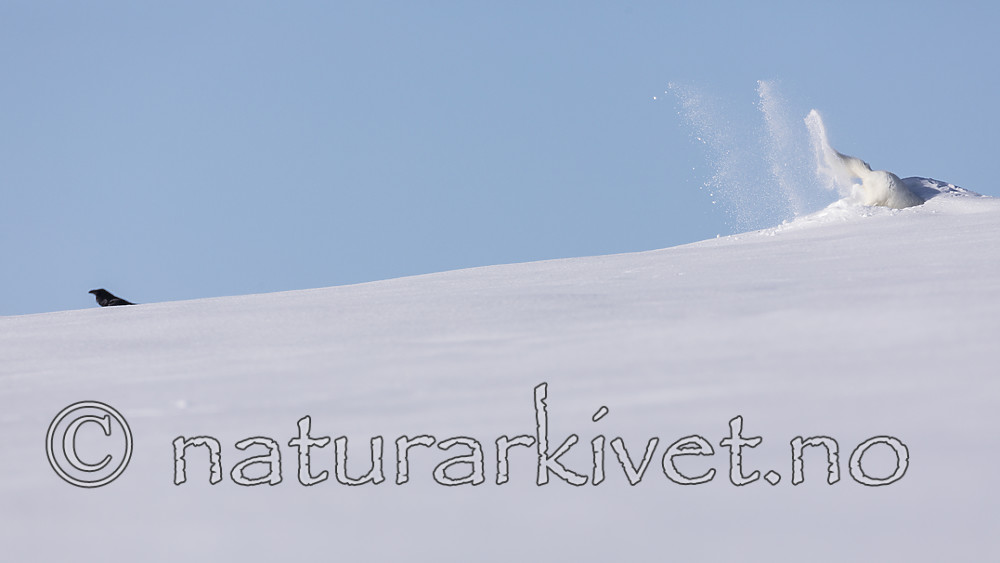 KA_180412_463 / Corvus corax / Ravn <br /> Vulpes lagopus / Fjellrev