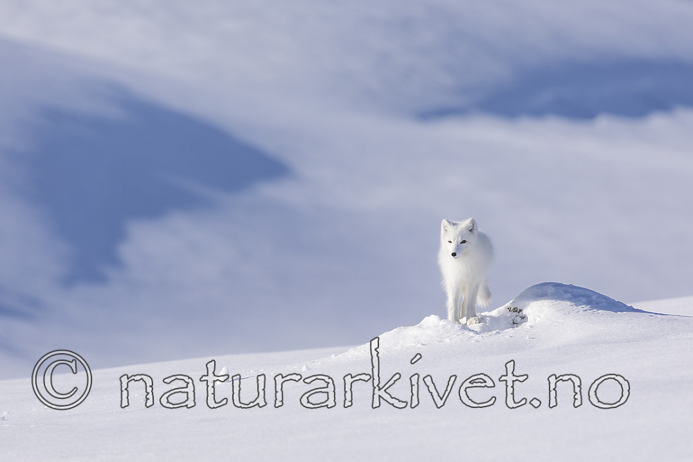 KA_180412_489 / Vulpes lagopus / Fjellrev