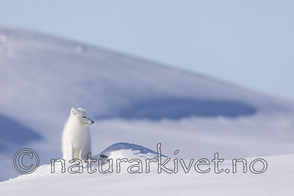 KA_180412_506 / Vulpes lagopus / Fjellrev