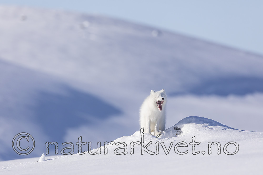 KA_180412_511 / Vulpes lagopus / Fjellrev