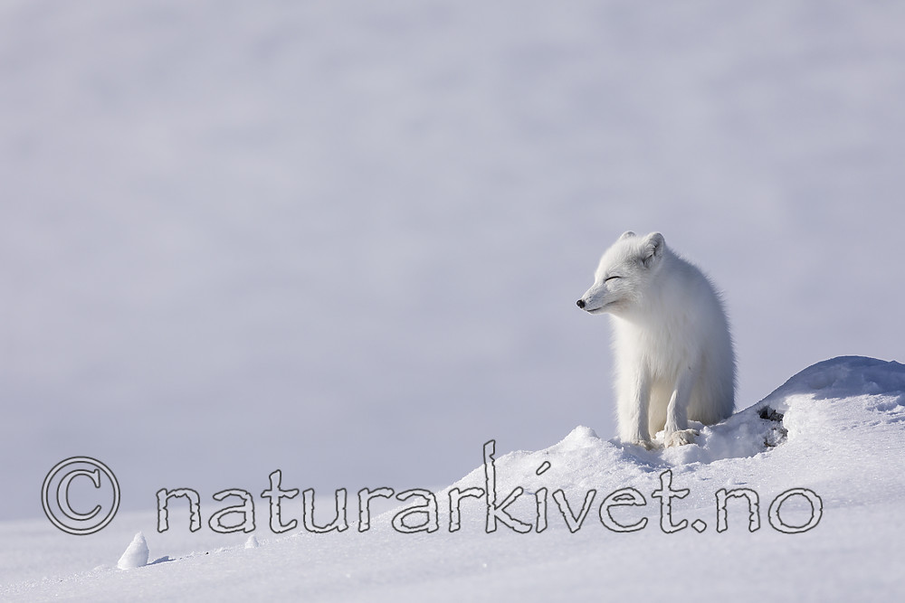 KA_180412_529 / Vulpes lagopus / Fjellrev