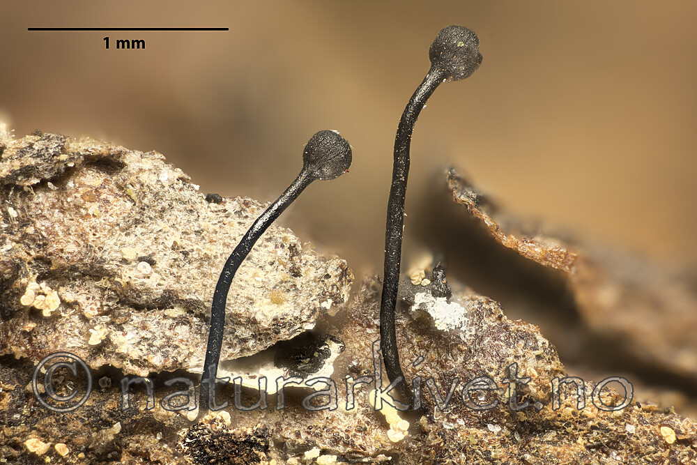 KA_180427_flexuosa_mm / Stenocybe flexuosa