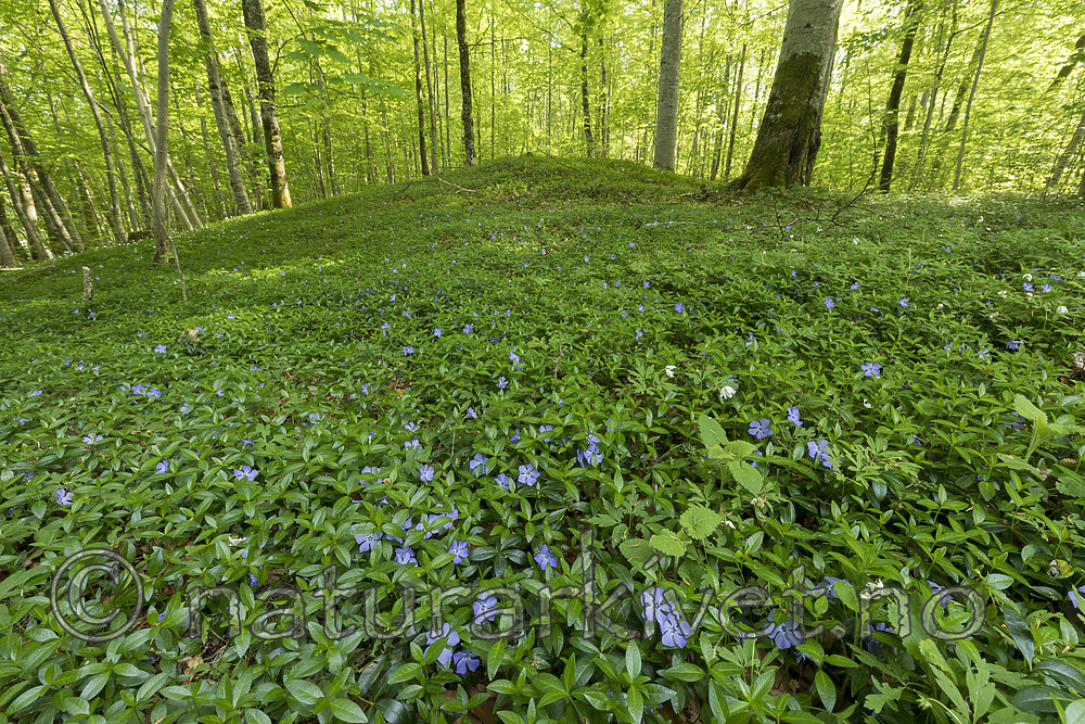 KA_180520_2 / Vinca minor / Gravmyrt