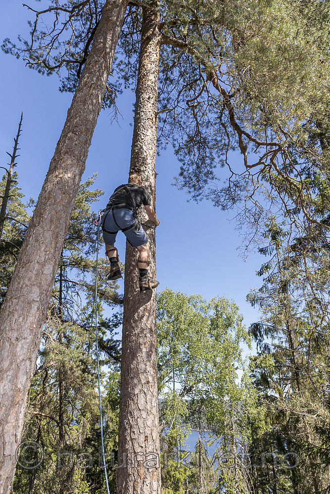 KA_180608_32 / Haliaeetus albicilla / Havørn