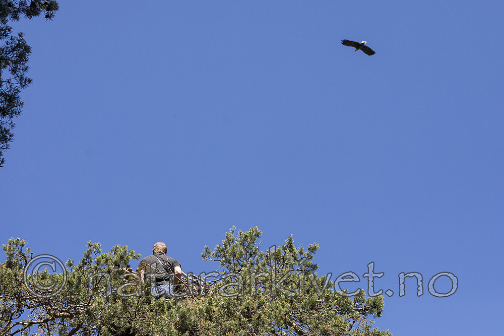 KA_180608_39 / Haliaeetus albicilla / Havørn