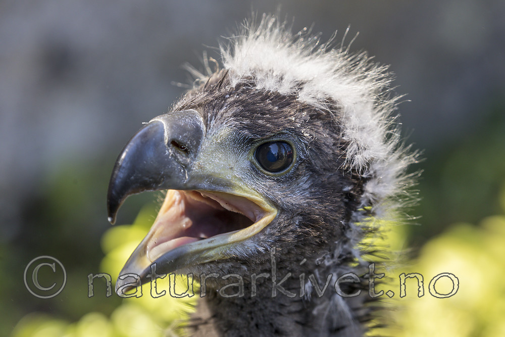 KA_180608_77 / Haliaeetus albicilla / Havørn