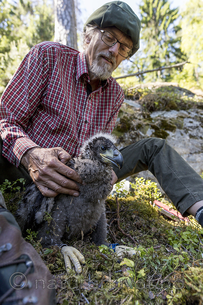 KA_180608_95 / Haliaeetus albicilla / Havørn