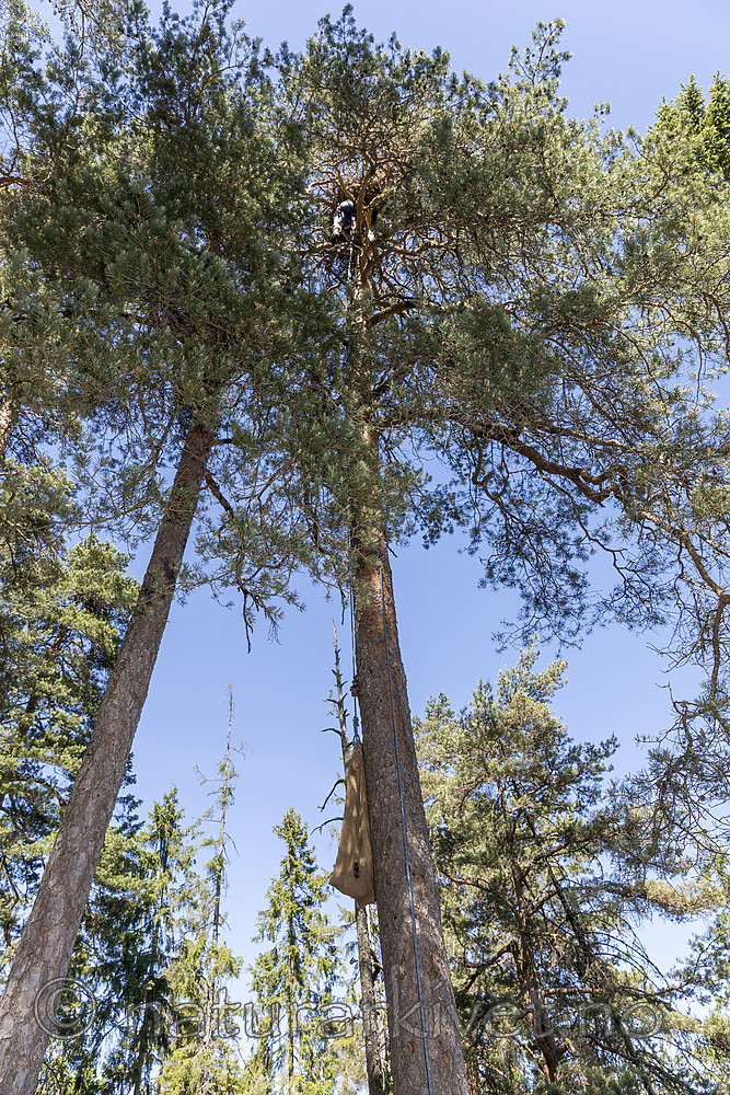 KA_180608_99 / Haliaeetus albicilla / Havørn