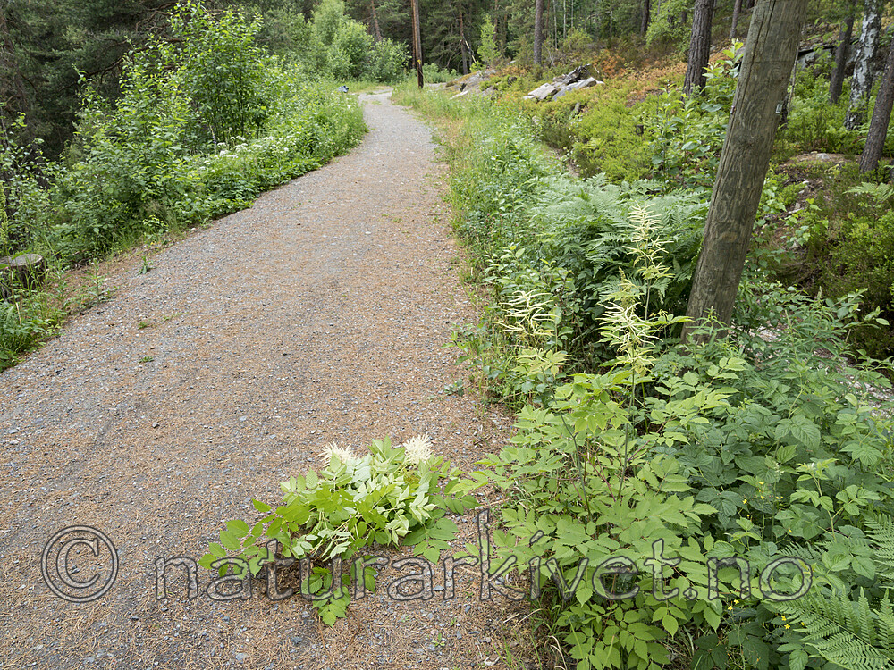 KA_180611_15 / Aruncus dioicus / Skogskjegg