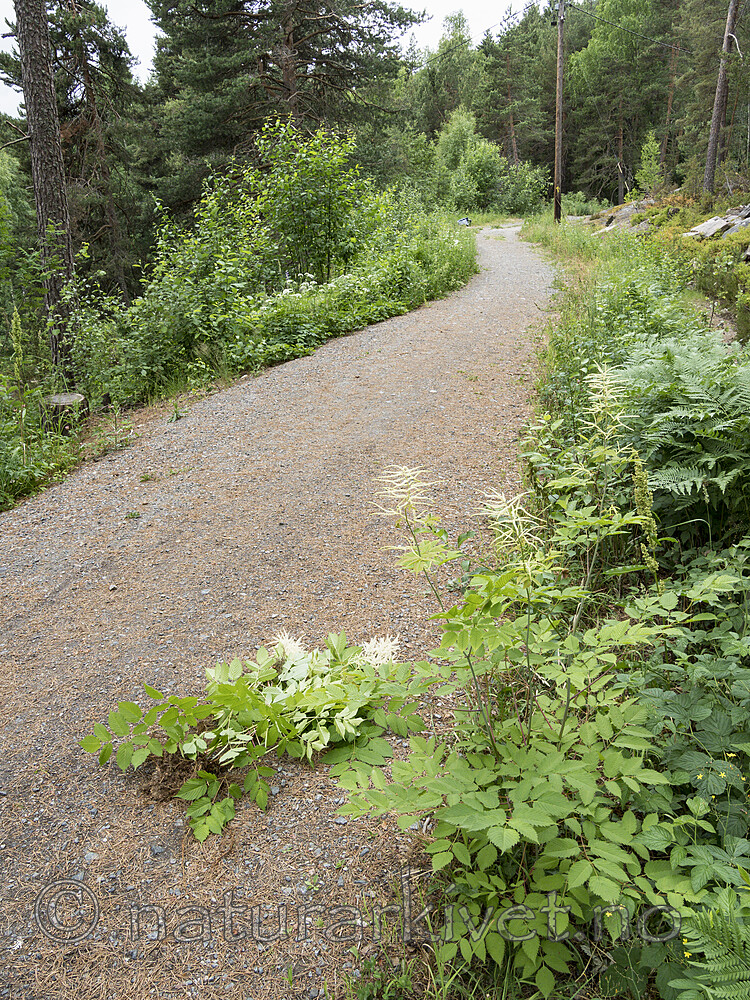 KA_180611_16 / Aruncus dioicus / Skogskjegg