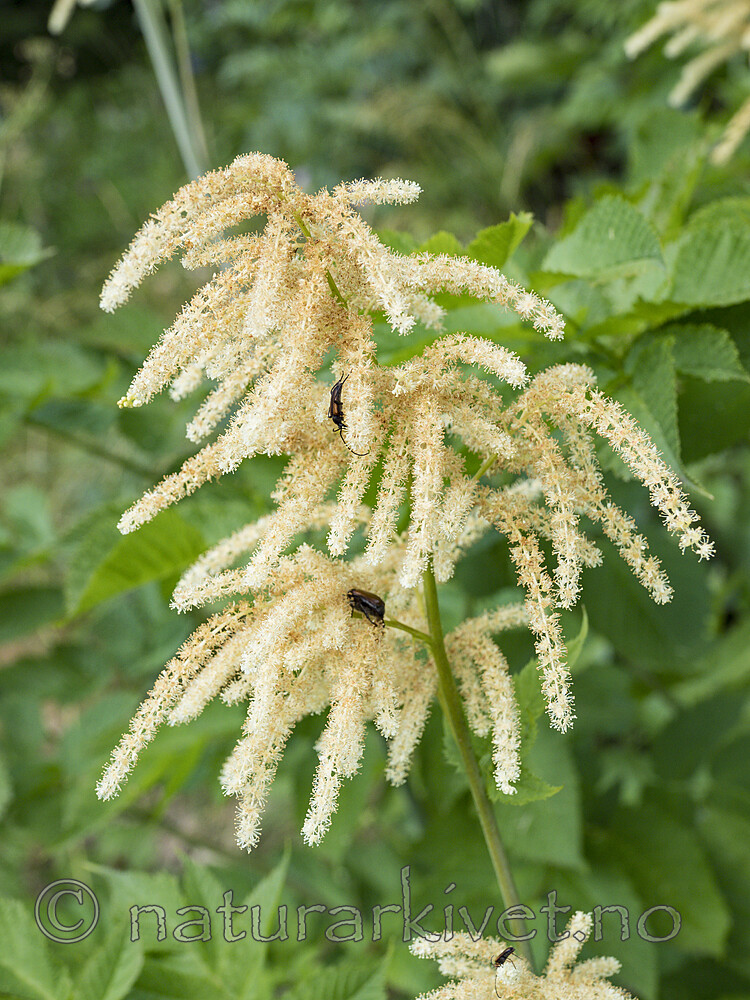 KA_180611_6 / Aruncus dioicus / Skogskjegg