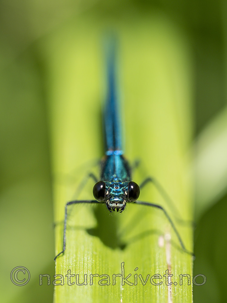 KA_180616_129 / Calopteryx virgo / Blåvingevannymfe