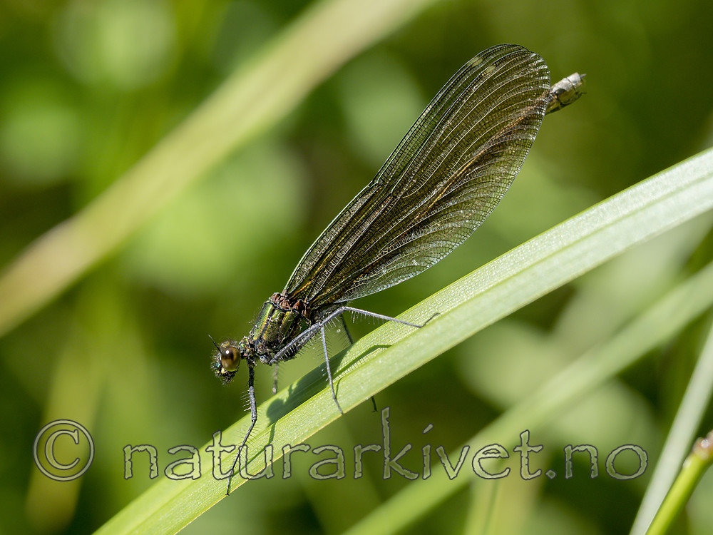 KA_180616_85 / Calopteryx virgo / Blåvingevannymfe