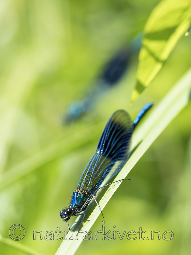 KA_180616_97 / Calopteryx splendens / Blåbånd-vannymfe
