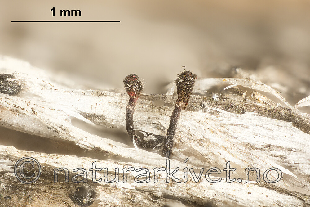 KA_180617_haematopus2_mm / Chaenothecopsis haematopus