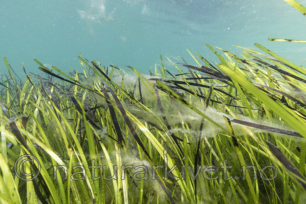 KA_180727_17 / Zostera marina / ålegras <br /> Zostera marina