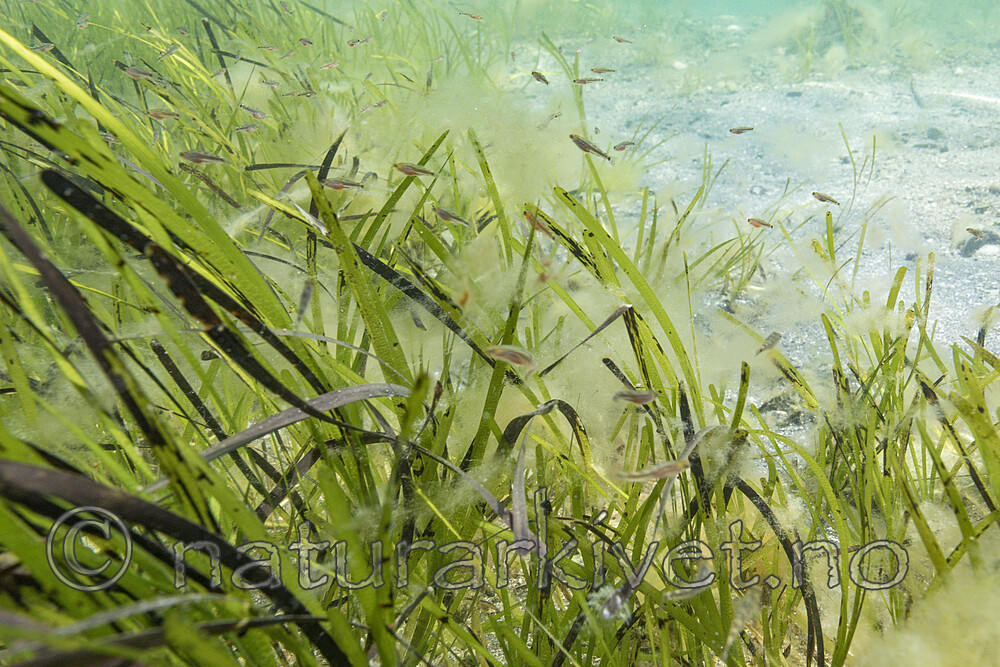 KA_180727_18 / Zostera marina / ålegras <br /> Zostera marina